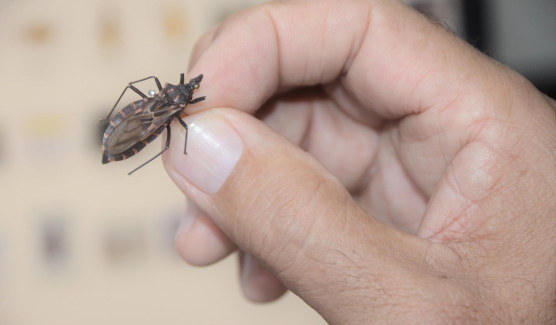 Saiba como se prevenir, diagnosticar e tratar a doença de Chagas