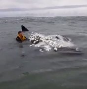 Surfista leva 3h para salvar filhote de baleia preso em rede de pesca em SC