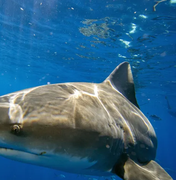 Ex-mestrando da Ufal cria método que evita pesca acidental de tubarões e raias