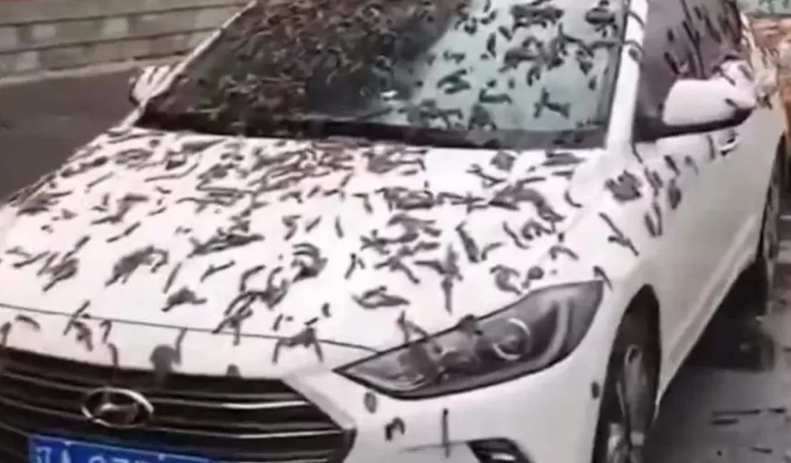 Tá chovendo verme? Teorias explicam 'larvas' que cobrem carros na China.