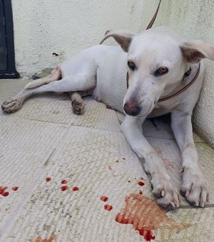 Cadela resgatada em rua de Arapiraca está com câncer e precisa de tratamento
