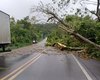 Queda de árvore interdita rodovia BR-316 no município de Satuba