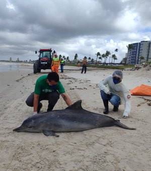 Boto-cinza é encontrado morto na areia da Praia da Avenida, em Maceió