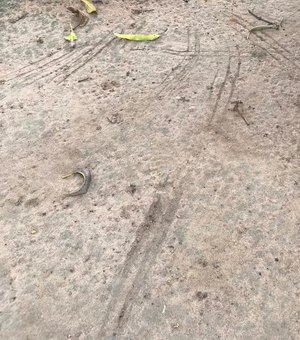 [Vídeo] “Chupa-frango”? Mais de 15 galos aparecem sem cabeça em Feira Grande 