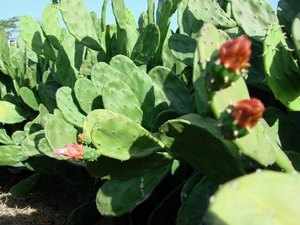 Seminário discute técnicas e inovações na cultura da palma forrageira