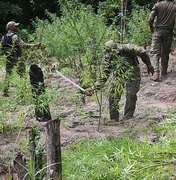 Polícia baiana localiza plantação de maconha avaliada em R$ 2,2 milhões