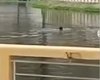 Homem mergulha em lago com dezenas de jacarés em Palmeira dos Índios