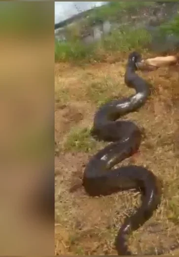 Conheça a sucuri gigante que viralizou ao engolir cachorro em fazenda