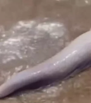 Mulher encontra ‘pênis de baleia’ na beira da praia e viraliza