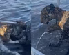 Pescador 'fisga' e ajuda filhote de onça a atravessar rio no Pantanal