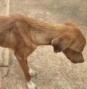 Homem é preso em flagrante por maus-tratos após cão ser encontrado desnutrido em Rio Largo