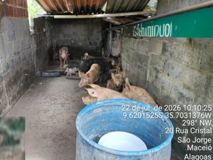 Pocilga é interditada após denúncia no bairro São Jorge, em Maceió