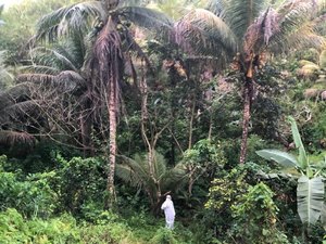 Sesau investiga primeira morte pela Febre Oropouche em Alagoas