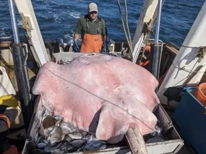 Pesquisadores dos EUA pegam raia de 180 quilos e cauda venenosa