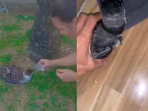 Alerta de gripe aviária: moradores voltam a ser flagrados com aves marinhas em AL