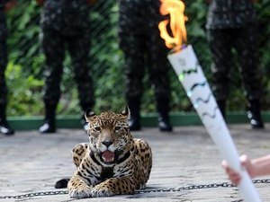Exército assina termo de ajustamento de conduta para uso de animais em eventos