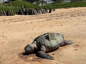 Tartaruga é achada morta em praia do município de Barra de Santo Antônio