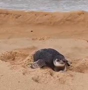 Pinguim é encontrado e resgatado na Praia do Gunga, em Roteiro