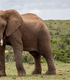 Fezes de elefante curam a Covid-19? Entenda 'fake news' que viralizou na África