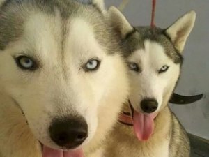 Criminosos invadem canil durante madrugada e furtam 7 animais de raças diferentes