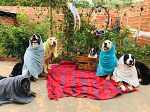 Técnico em enfermagem monta presépio com cães de estimação