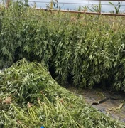 Cerca de duas toneladas de maconha são apreendidas na divisa entre Alagoas e Bahia