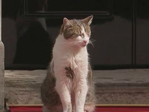 Larry: o gato resgatado que vive há 15 anos na sede do governo Britânico