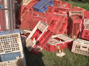 Caminhão com carga de frangos tomba na Rodovia na AL-101