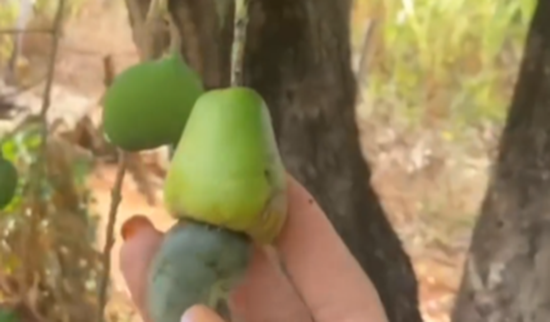 [Vídeo] Mistério de mangueira que começou a produzir cajus em Arapiraca continua