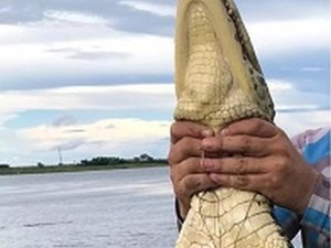 Guia de turismo que capturou jacaré e exibiu no Facebook é multado