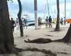Homem é morto a tiros na Praia de Pajuçara, em Maceió