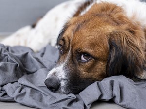 Educador pet dá dicas para preparar cães e gatos à volta da rotina
