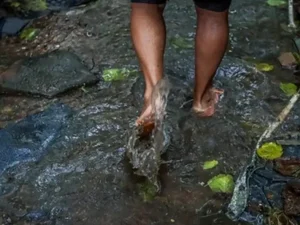 Leptospirose: saiba como evitar a doença no período chuvoso