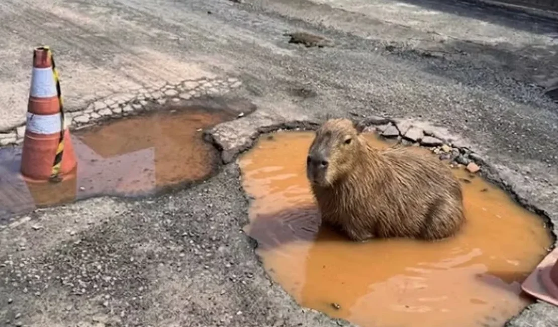 Capivara criada por IA viraliza e faz prefeitura tapar buraco na rua