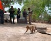 Ministério Público de Alagoas avança plano para proteção do Macaco-prego-galego