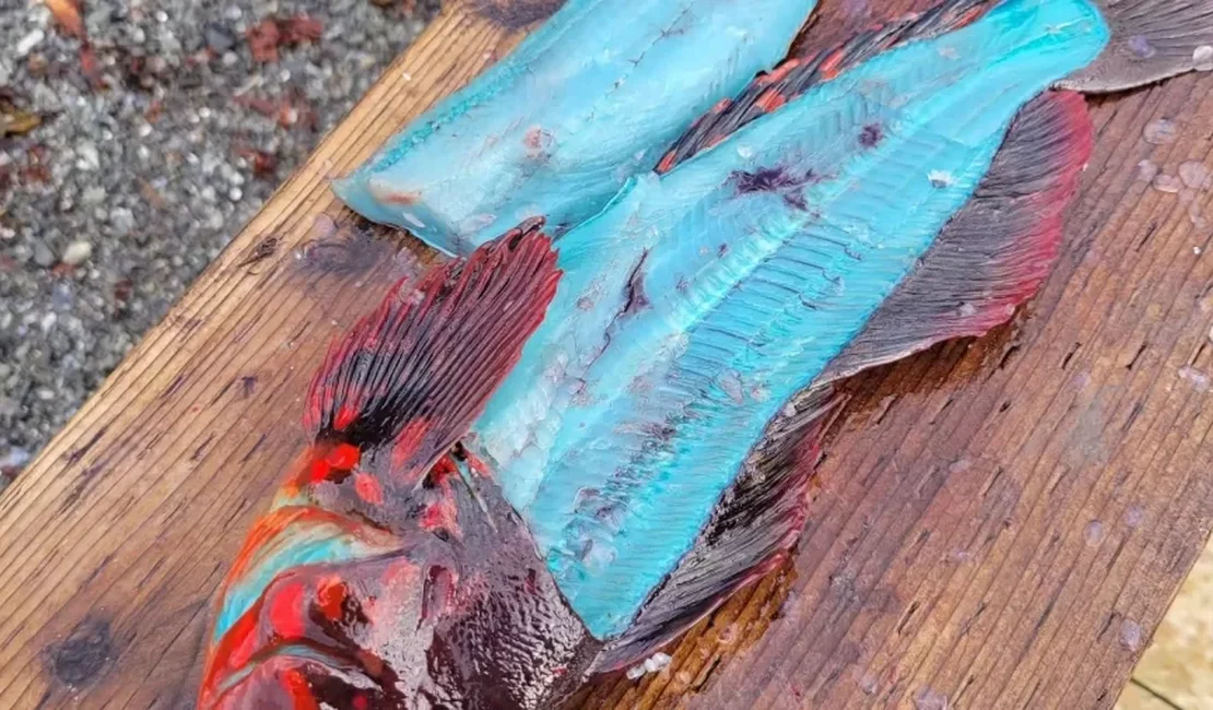 Pescador fisga peixe de carne azul no Alasca