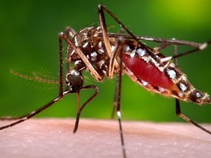 Aedes aegypti: confira onde fazer exames de sorologia