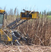 Governo comemora previsão de safra 23/24 da cana-de-açúcar, que deve superar 19 milhões de toneladas