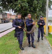 Família encontra jacaré na garagem de casa e aciona Guarda Municipal em Matriz de Camaragibe