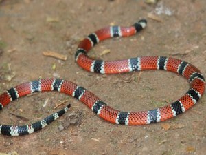 Bombeiros capturam cobra coral em Maragogi