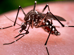 Aedes Aegypti: SMS registra queda nas notificações de doenças