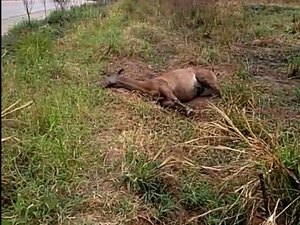 Animal na pista causa acidente de trânsito na AL 101 Norte