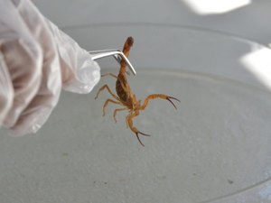 Hospital de Emergência atendeu mais de 1.400 casos de picadas por escorpião no agreste