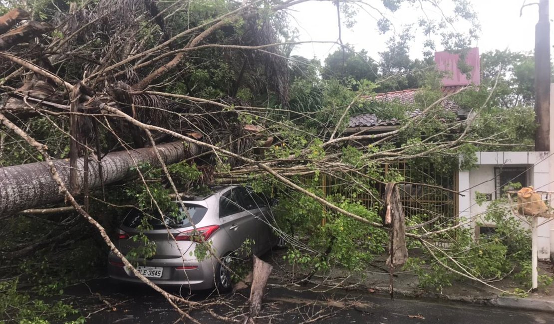 Temporal derruba palmeiras em carro e telhado de residência em Maceió