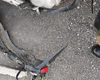 Motocicleta com queixa de furto é apreendida em área de mata em Arapiraca