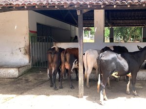 Adeal certifica primeiro estabelecimento com Criação Livre de Brucelose de Alagoas
