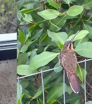 Filhote de beija-flor cria laço com jornalista e cenas encantam a web