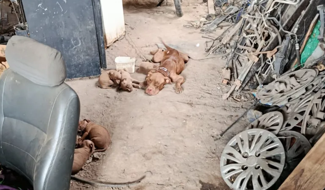 Pit bull e seis filhotes são resgatados após denúncia de maus-tratos em Maceió