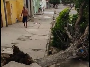 [Vídeo] Árvore cai no meio da rua após forte ventania em Arapiraca