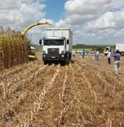 Governo de Alagoas inicia safra de grãos 2018 nesta sexta-feira, em Anadia